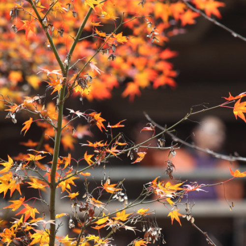Temperaturi peste medie în prima săptămână a lunii noiembrie în România