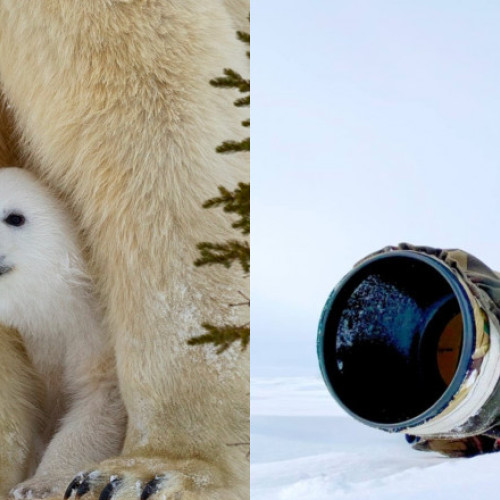 Fotograful care a supravieţuit gerului din Canada pentru imagini uimitoare cu urşi polari în Parcul Național Wapusk